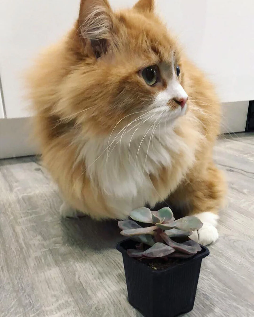 Las personas están enamoradas de este gato que aprendió a caminar en dos patas 1 Rex y planta