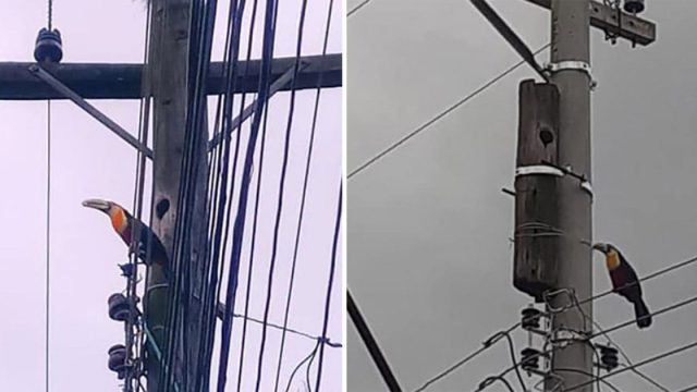 Trabajador ve que alguien vive en el poste telefónico que debe reemplazar y hace lo mejor