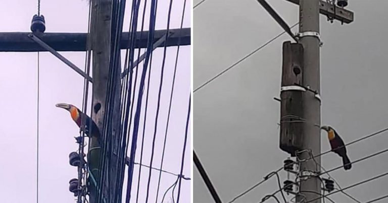 Trabajador ve que alguien vive en el poste telefónico que debe reemplazar y hace lo mejor
