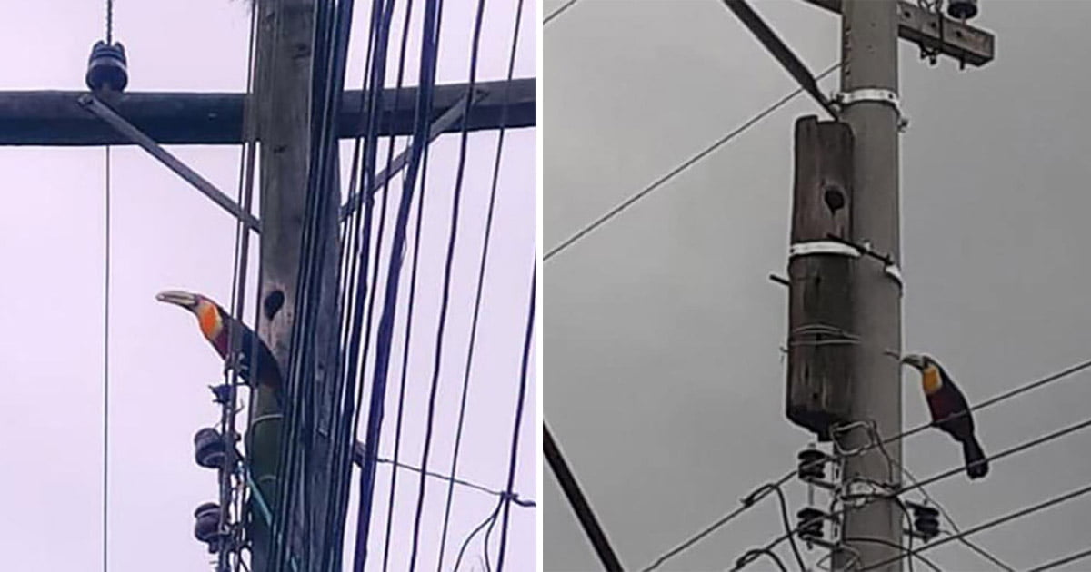 Trabajador ve que alguien vive en el poste telefónico que debe reemplazar y hace lo mejor