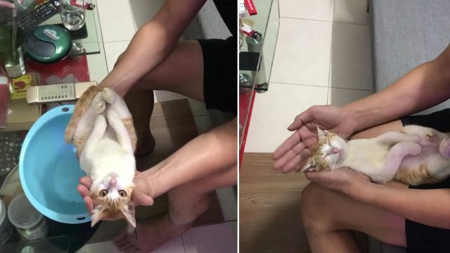 Abuelo y su gatito rescatado dan lección sobre cómo bañar a un bebé
