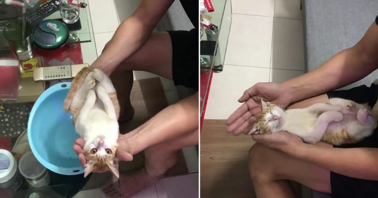 Abuelo y su gatito rescatado dan una adorable lección sobre cómo bañar a un bebé
