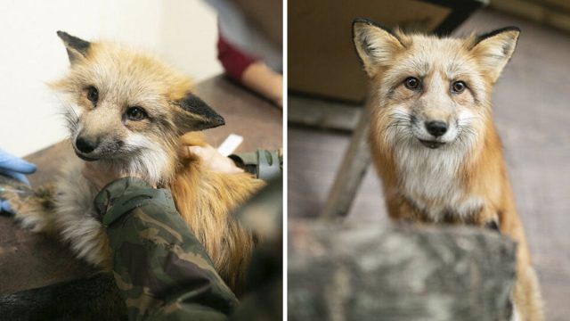 Activistas rescatan zorro ahora libre