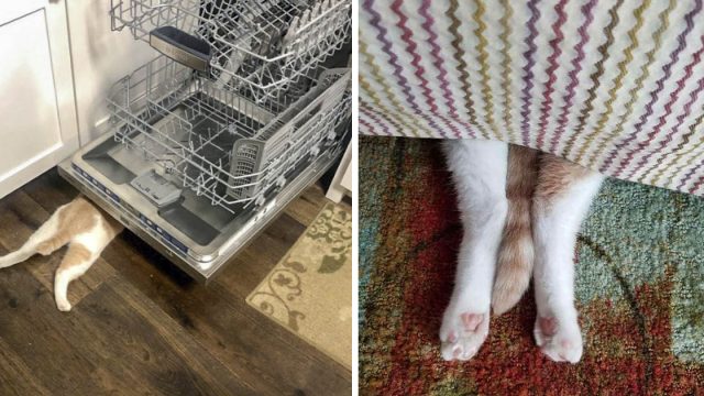 Este gato está convencido de que nadie puede verlo cuando se 'esconde'
