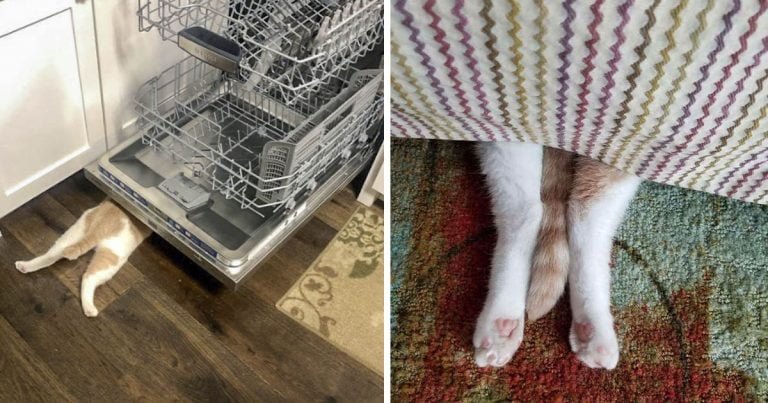 Este gato está convencido de que nadie puede verlo cuando se ‘esconde’
