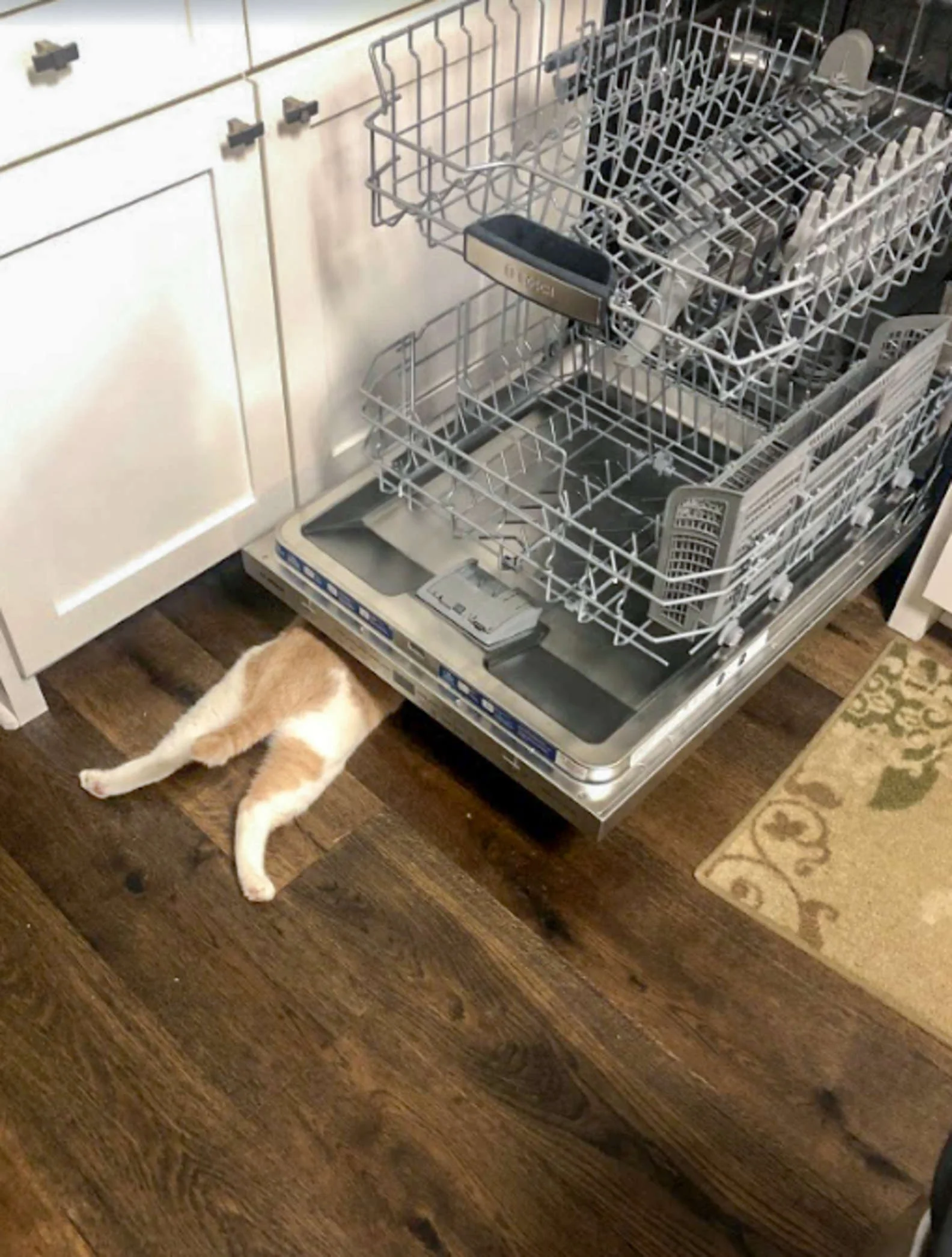 Gatito escondido