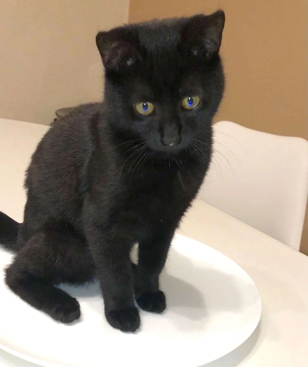 Gatito negro