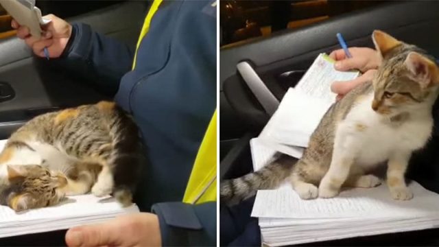 Gatito sin hogar se sube al auto de un policía y se 'derrite' en su regazo