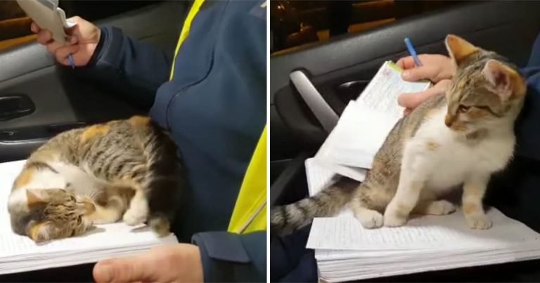 Gatito sin hogar se sube al auto de un policía y se ‘derrite’ en su regazo