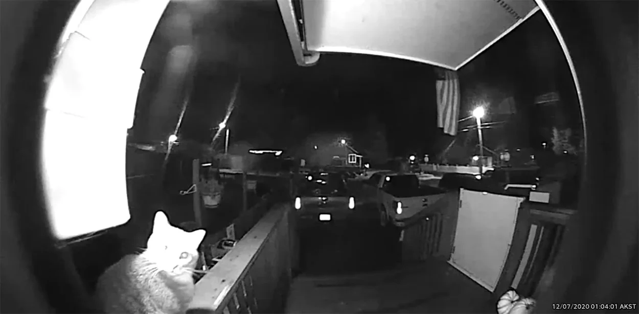 Gatito toca el timbre en la noche