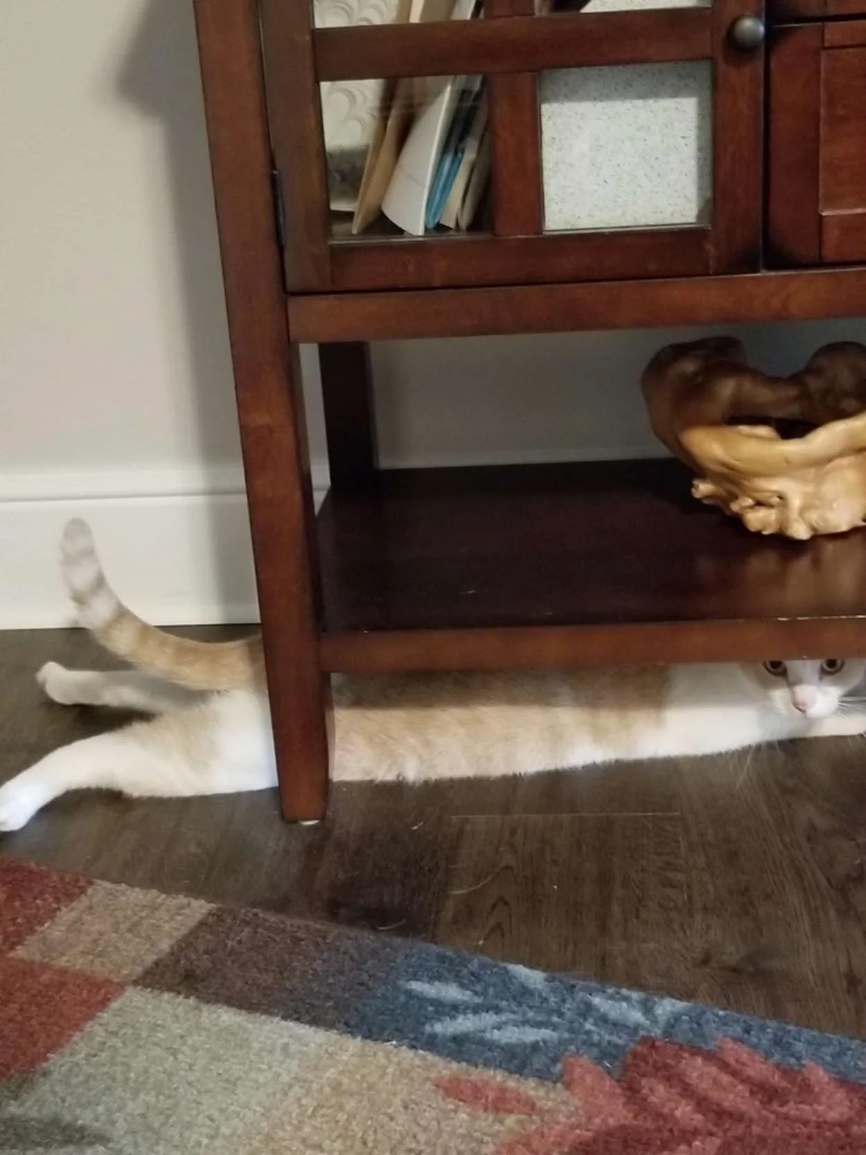 Gato jugando