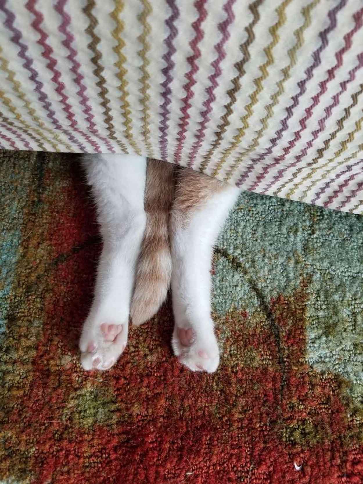 Gato juega escondite