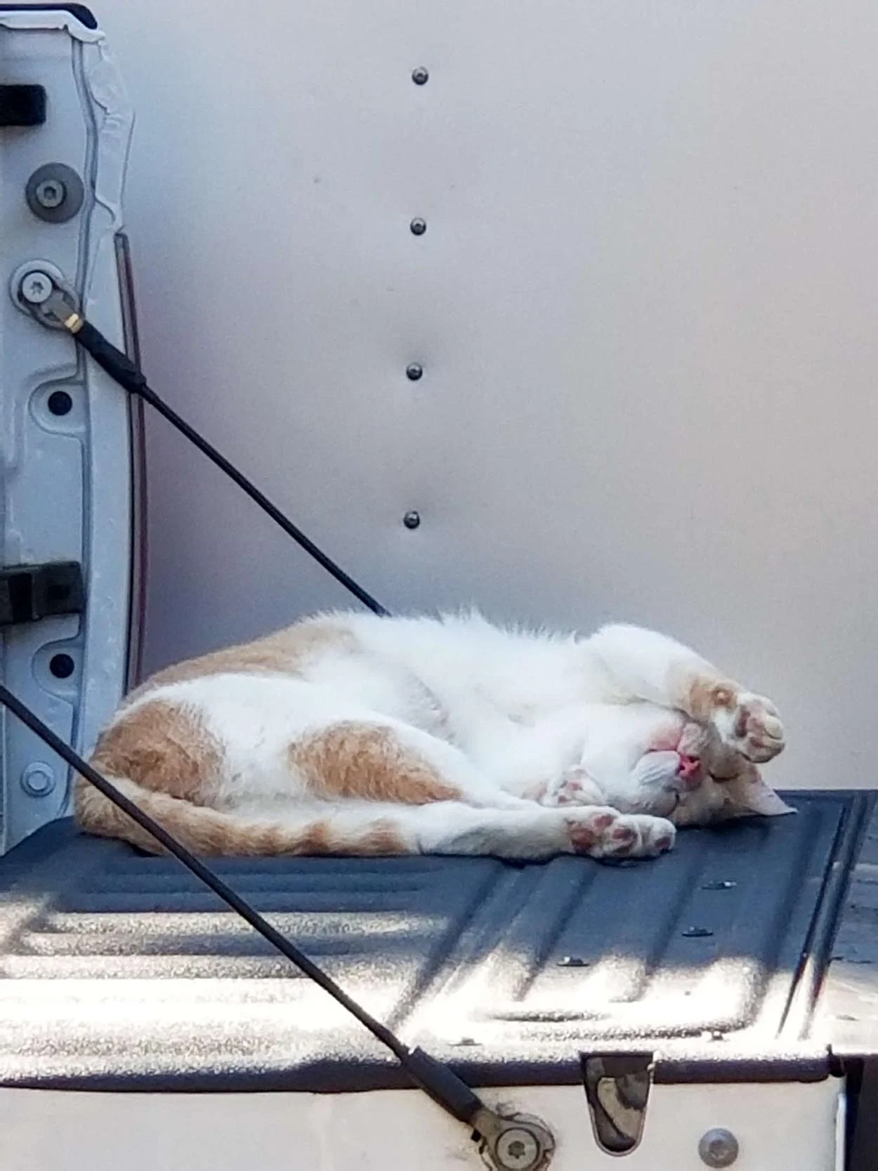 Hermoso gato
