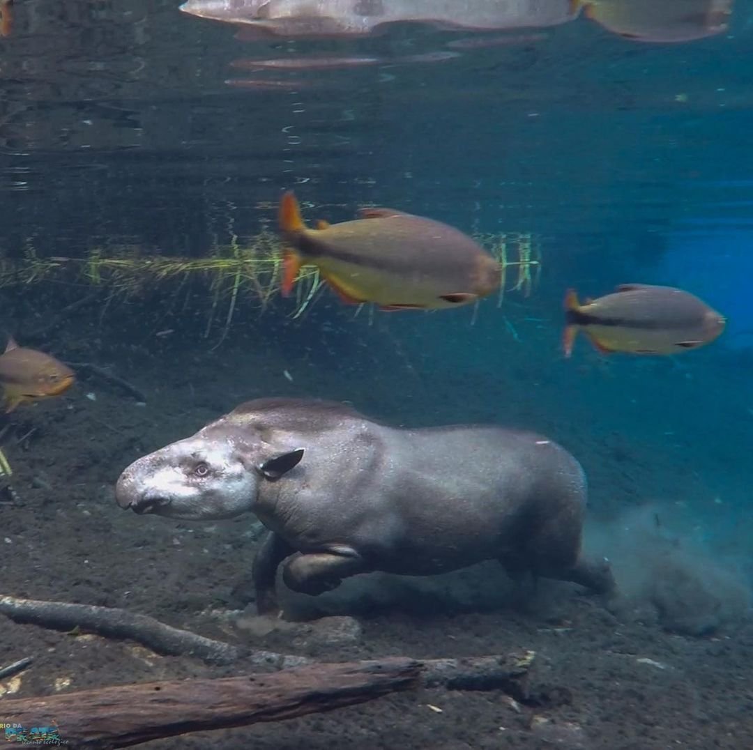 Mamá tapir y su bebé trotando bajo el agua
