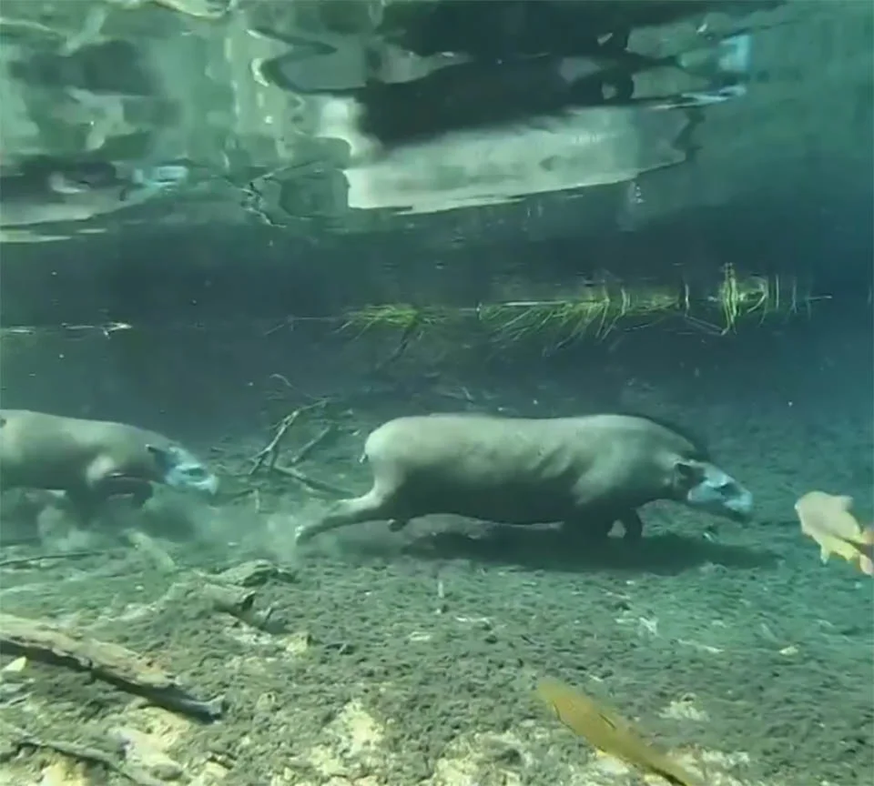 Video 'mágico' muestra a mamá tapir y su bebé trotando casualmente bajo el agua 1 Mamá tapir y su bebé