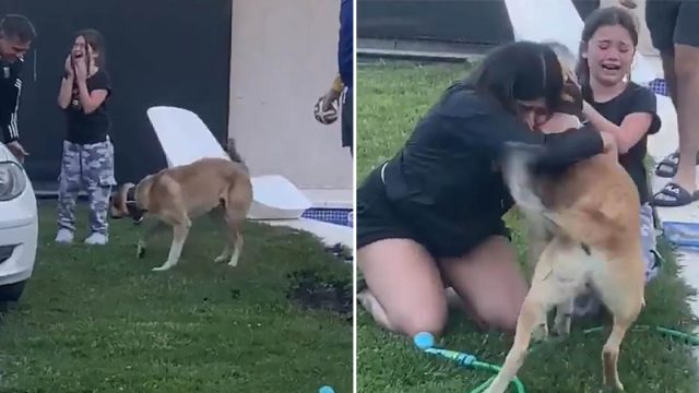 Niños lloran de emoción al ver que su perro desaparecido finalmente está en casa