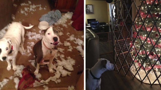 Perros destruyen el árbol de Navidad tantas veces que mamá tuvo que poner una cerca