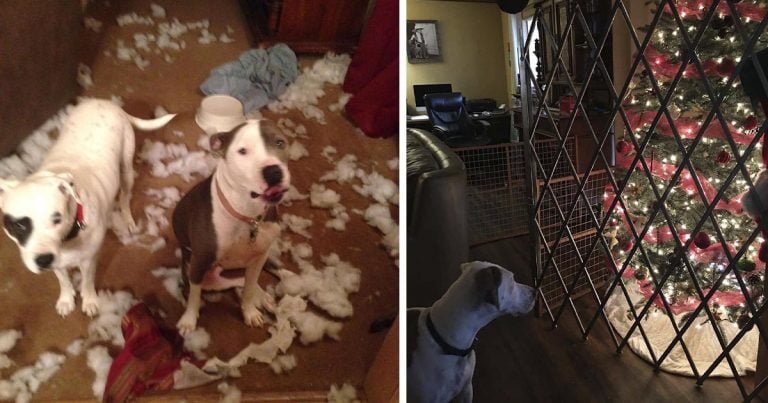 Perros destruyen el árbol de Navidad tantas veces que mamá tuvo que poner una cerca