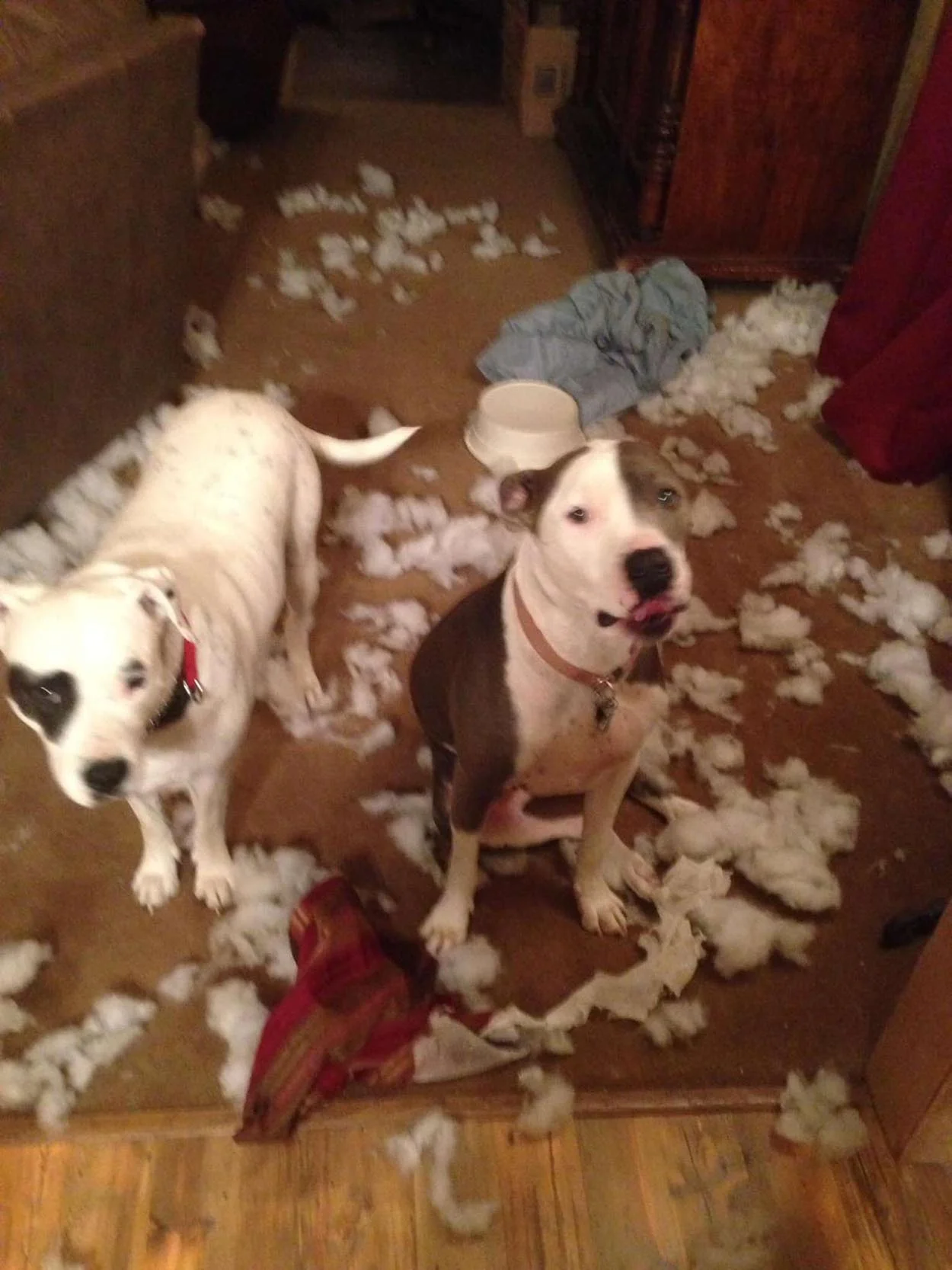 Perros destruyen el árbol de Navidad tantas veces que mamá tuvo que poner una cerca 2 Perros traviesos