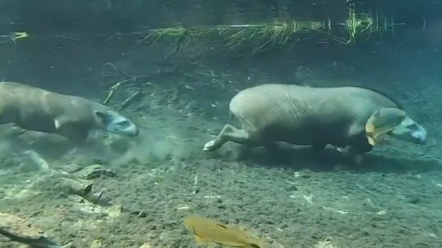 Video mágico mamá tapir y su bebé