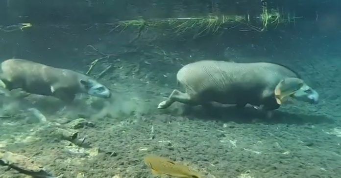 Video mágico mamá tapir y su bebé