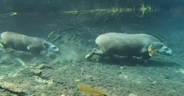 Video ‘mágico’ muestra a mamá tapir y su bebé trotando casualmente bajo el agua