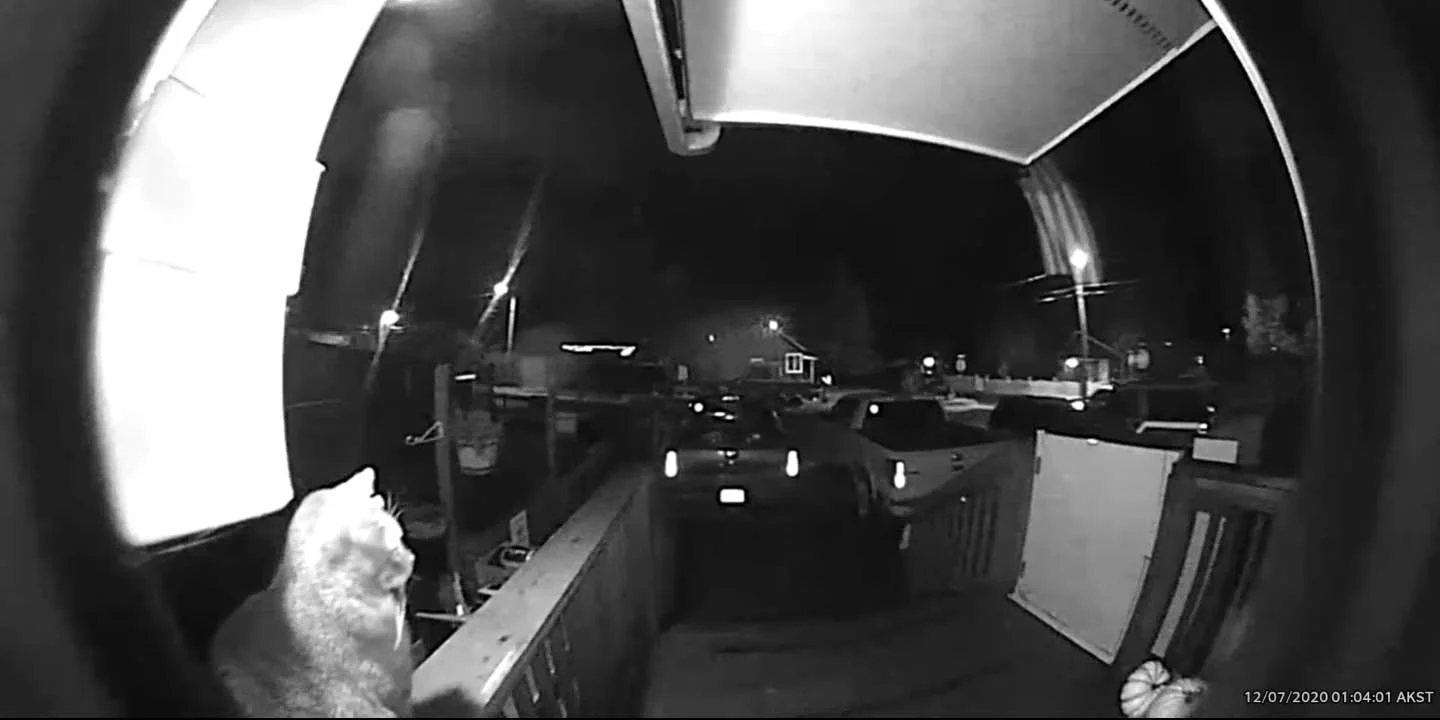Gato toca el timbre a altas horas de la noche