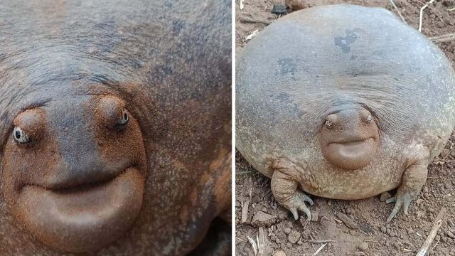 A la gente le cuesta creer que este animal sea realmente real