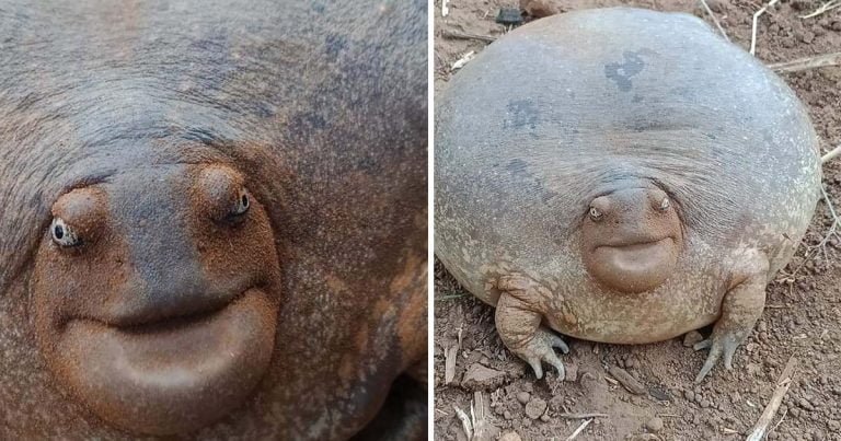 A la gente le cuesta creer que este animal sea realmente real