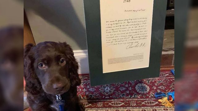 Cachorro ordena accidentalmente la cosa más extraña en eBay