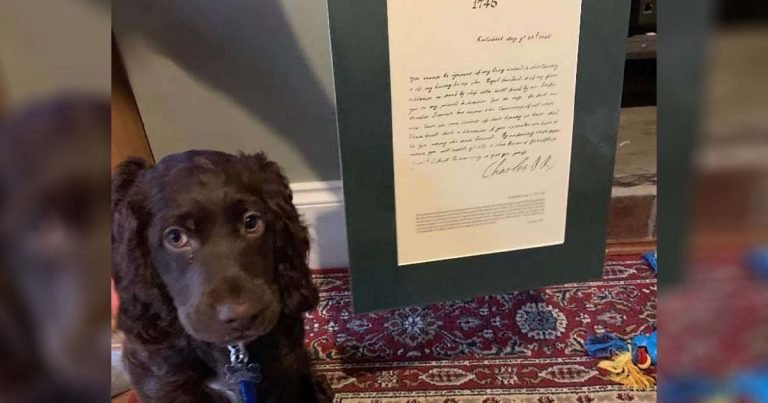 Cachorro ordena accidentalmente la cosa más extraña en eBay
