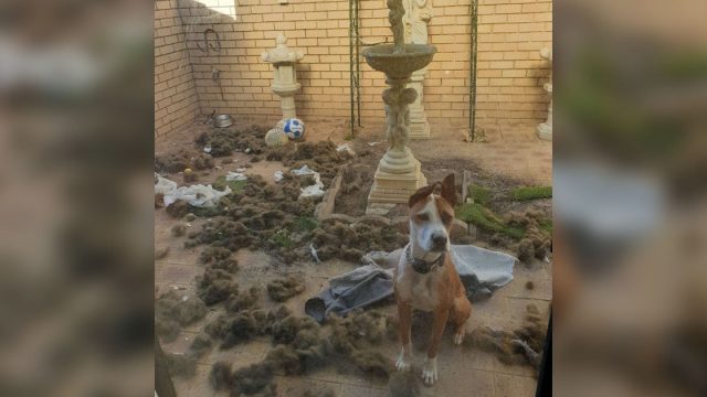 Chico lleva perro destructor casa novia