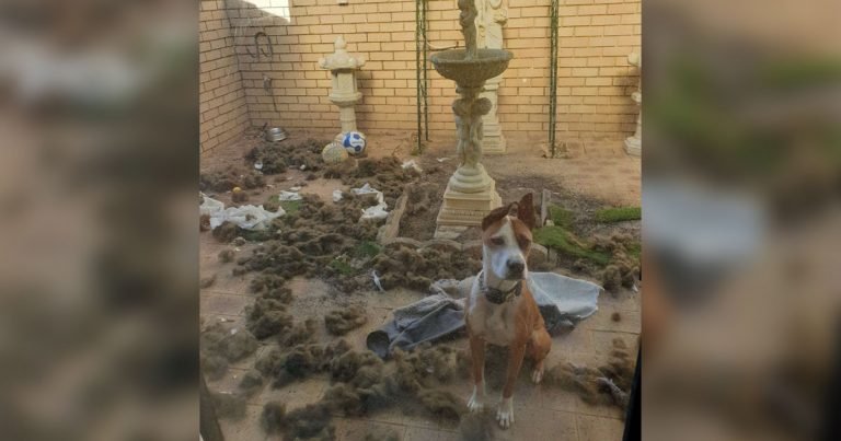 Chico lleva a su perro destructor a casa de su nueva novia poniendo a prueba su relación