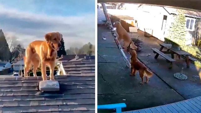 Chico que trabajaba en su techo se da la vuelta y ve a su perro