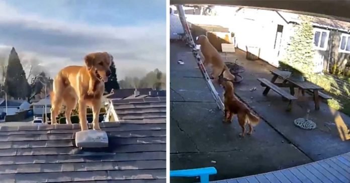 Chico que trabajaba en su techo se da la vuelta y ve a su perro