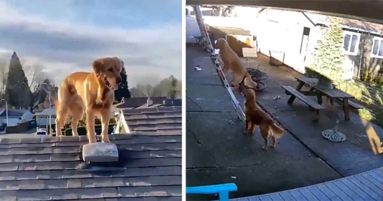 Chico que trabajaba en su techo se sorprende al ver a su perro
