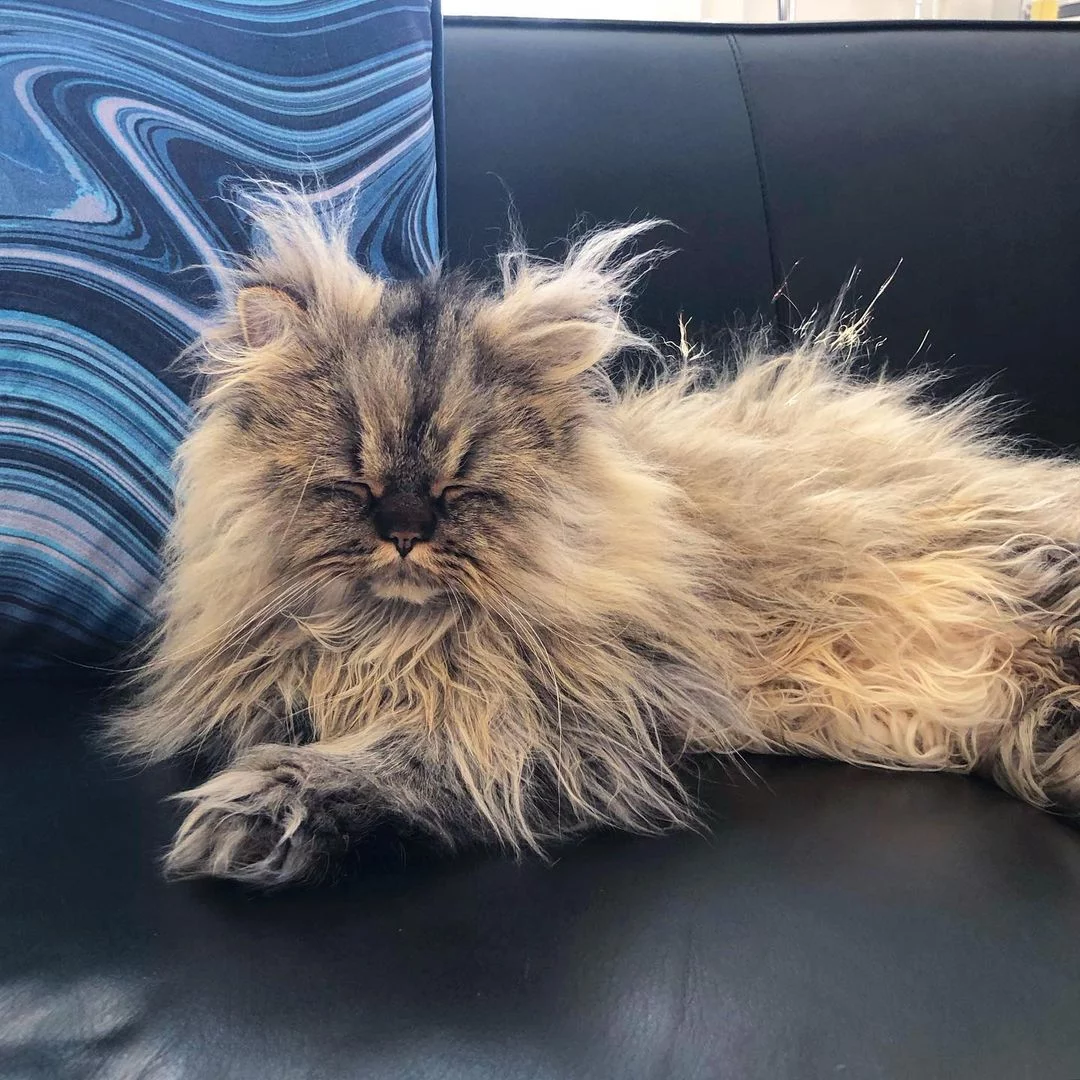 Curioso felino despeinado