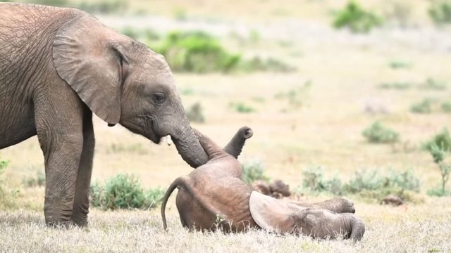 Elefante bebé juega hermano