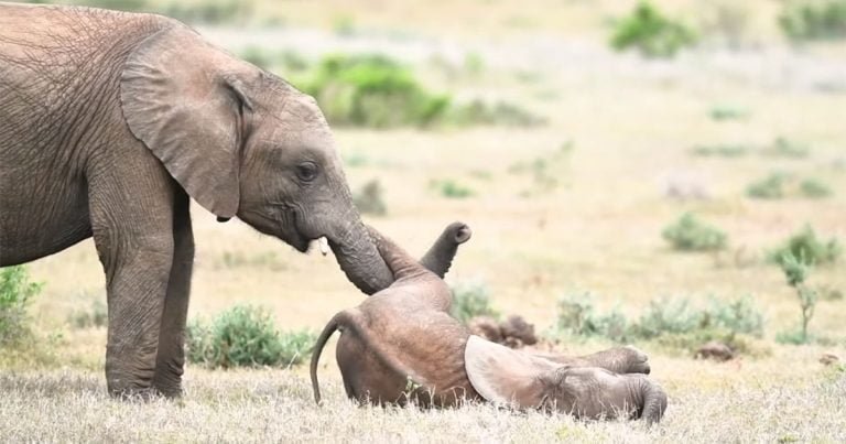 Bebé elefante parece rodar por el suelo de la risa mientras su hermano mayor le hace cosquillas