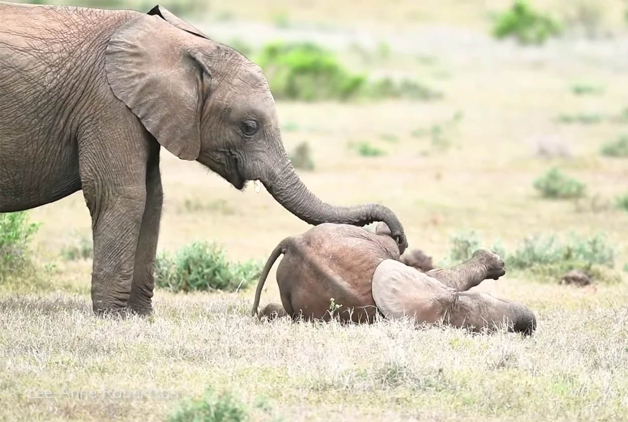 Bebé elefante parece rodar por el suelo de la risa mientras su hermano mayor le hace cosquillas 1 Elefantes jugando