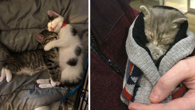 Estas fotos de gatos durmiendo seguramente alegrarán tu día