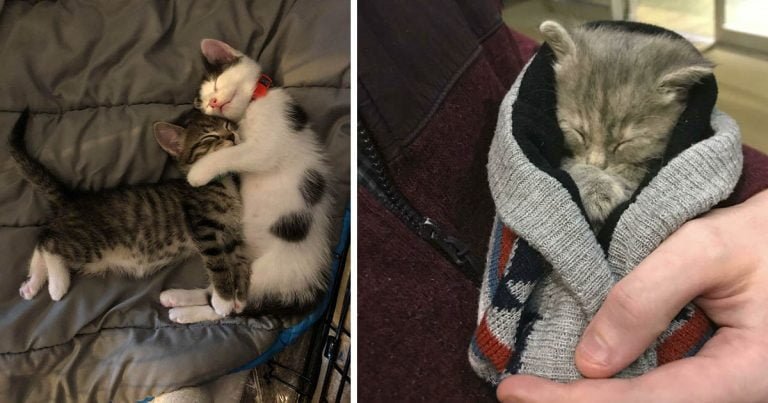 Estas fotos de gatos durmiendo seguramente alegrarán tu día