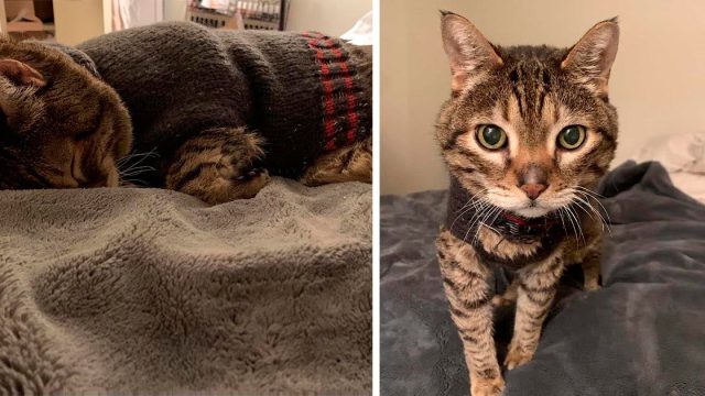 Este gato de 18 años llora durante horas si le quitan su suéter