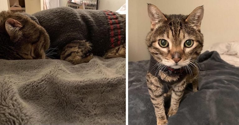 Este gato de 18 años llora durante horas si le quitan su suéter