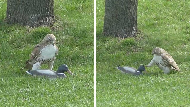 Este halcón no puede entender por qué este 'pato' no le teme