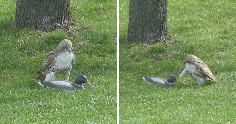 Este halcón no puede entender por qué este ‘pato’ no le teme