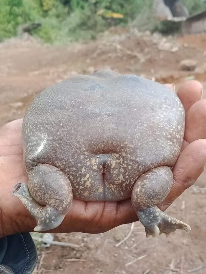 A la gente le cuesta creer que este animal sea realmente real 2 Extraña especie de anfibio