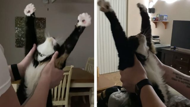 Gatita espera que papá vuelva a casa todos los días para ayudarla a estirarse