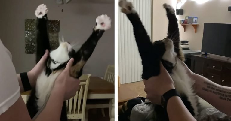 Gatita espera que papá vuelva a casa todos los días para ayudarla a estirarse
