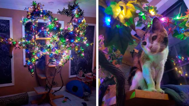 Gatita mayor ama la Navidad y su familia le regala un árbol todo el año